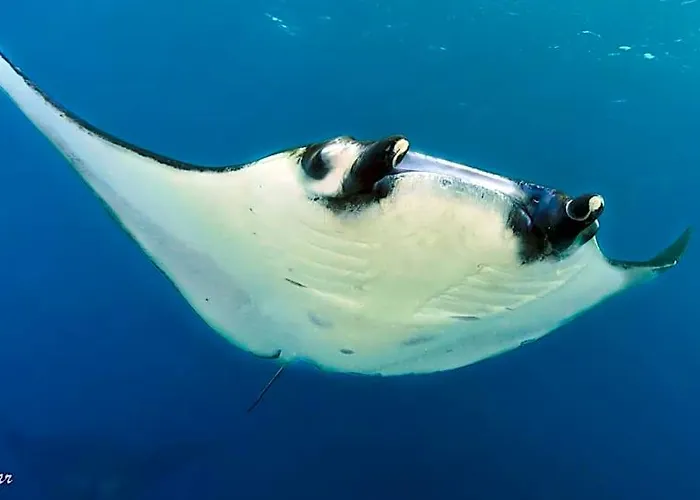 Kubu Indah Dive & 4* Tulamben