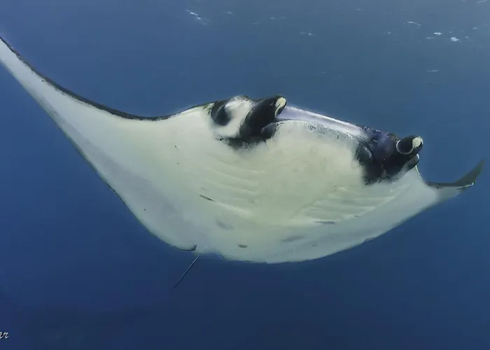 Kubu Indah Dive & Parque de vacaciones 4*